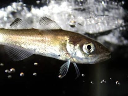 Bacalao polar ('Boreogadus saida').