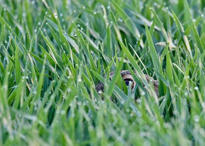 Los ojos de una liebre entre la hierba de un campo en Alemania, 3 de abril de 2014.