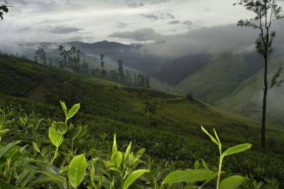 Sri Lanka es el cuarto país productor de té del mundo y conocido internacionalmente por sus espectaculares campos: kilómetros de plantaciones color verde vivo que se asientan sobre montañas besadas por la niebla en las que miles de trabajadores recogen las hojas a mano. Una visita turística imprescindible y también un lugar de peregrinación para los amantes del té.
