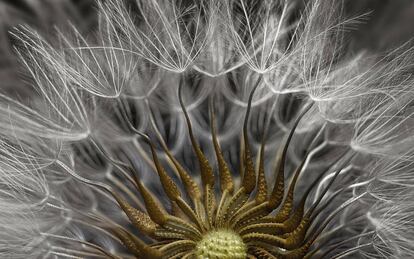 Detalle de una planta en flor de 'Senecio vulgaris'.