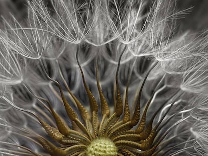 Detalle de una planta en flor de 'Senecio vulgaris'.