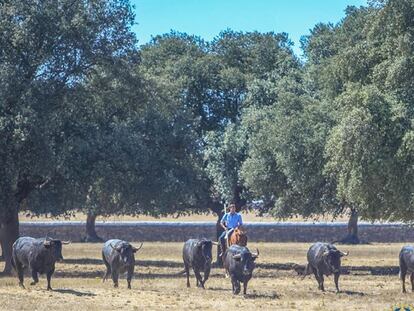 Toros del hierro de Hoyo de la Gitana, en el campo salmantino.