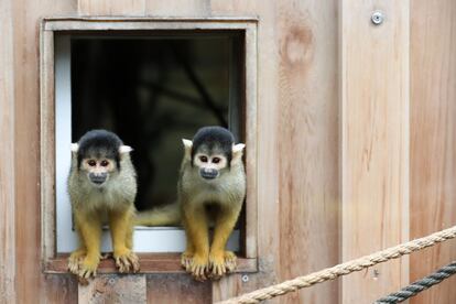 Dos monos ardilla en su recinto durante una sesión fotográfica en el zoológico de Londres.