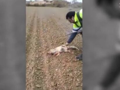 The 35-year-old man is seen in a video that was spread via social media flinging the animal through the air and stamping on its head