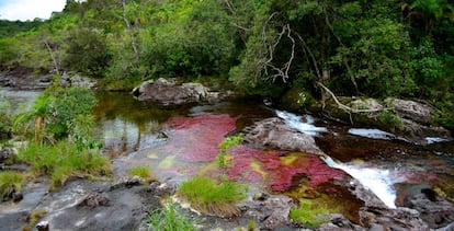 El río Caño Cristales está coloreado por unas plantas acuáticas únicas que le dan el sobre nombre del río de los cinco colores.