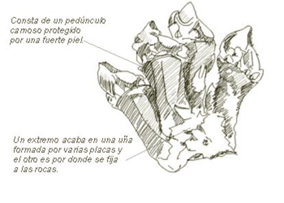 Nombre común: Percebe
Nombre científico: Pollicipes cornucopia (Leach 1824)
Orden: Crustáceos
Familia: Toracidos