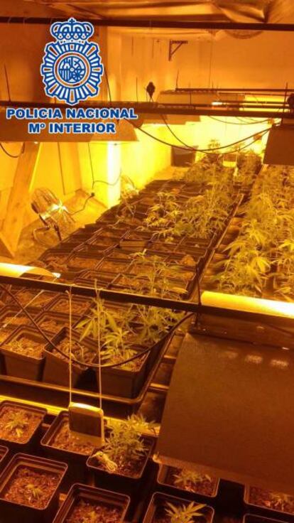 Plantación de marihuana localizada en la sede de la asociación.