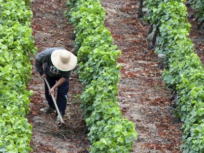 El vino se prepara para sobrevivir al cambio climático