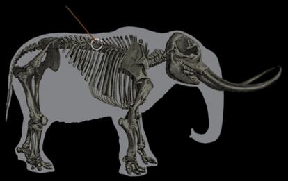 Reconstrucción del esqueleto del mastodonte de Manis (Estado de Washington) con la fleche roja que indica dónde quedó clavada la punta de lanza.