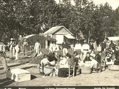 'La Faena, envasado de limones. Málaga'. 1897