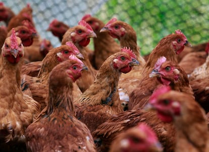 Grupo de gallinas criadas en un corral en la granja Riverdog en Guinda, California.