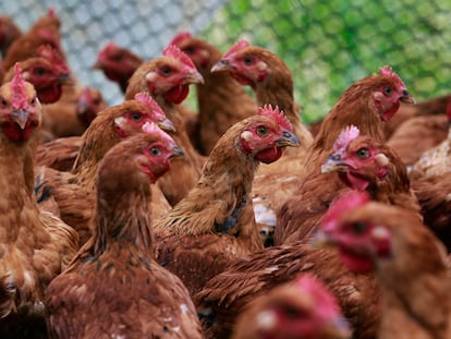 Grupo de gallinas criadas en un corral en la granja Riverdog en Guinda, California.