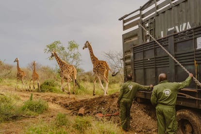 Cuatro jirafas fueron liberadas el 9 de julio en la reserva de Ruko, que ahora alberga a una veintena de estos animales. 