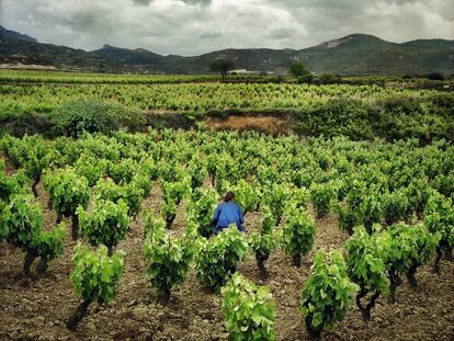 Viñedos en San Vicente de la Sonsierra (La Rioja).