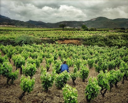 Viñedos en San Vicente de la Sonsierra (La Rioja).