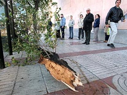 El viento derribó ayer un árbol en la calle de García Noblejas.