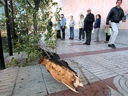 El viento derribó ayer un árbol en la calle de García Noblejas.