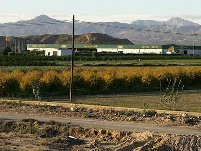 Naves de la firma Catral Export.