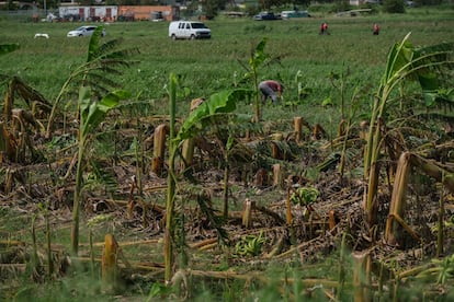 Plantíos de plátano dañados tras el huracán Fiona en Guánica, Puerto Rico.