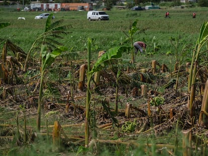 Plantíos de plátano dañados tras el huracán Fiona en Guánica, Puerto Rico.