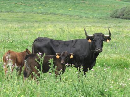 Una vaca y dos becerros de la ganadería gaditana de Santiago Domecq.