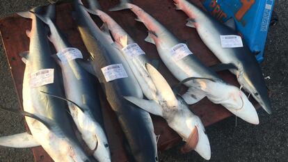 Unos tiburones azules, en una lonja de Cataluña. Esta actividad es legal, pero se trata de una especie en extinción que no está protegida.