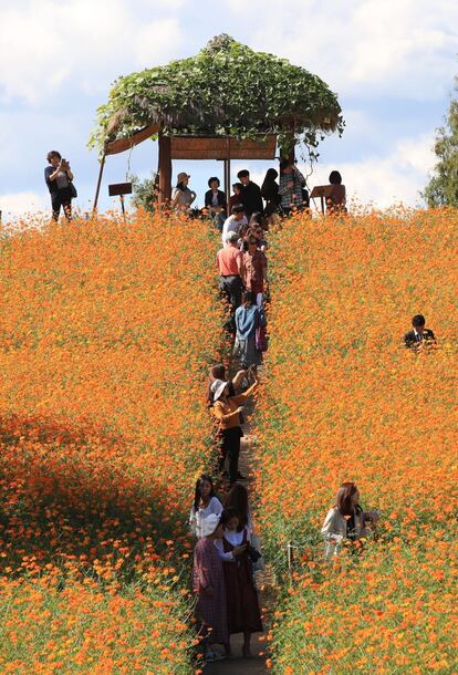 Visitantes pasean a través de un campo lleno de flores anaranjadas con la llegada del otoño en el Parque Olímpico de Seúl (Corea del Sur).