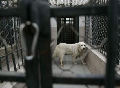 Un perro se pasea en una de las jaulas del centro de detención para perros creado Beijing.