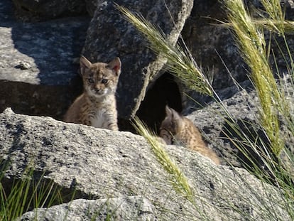 Las crías de lince que nacieron en marzo en Albacete.