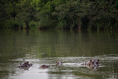 Un grupo de hipopótamos nada en el lago de la Hacienda Nápoles, en Puerto Triunfo (Colombia), en febrero de 2020.