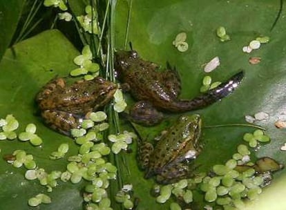 La rana común verde.