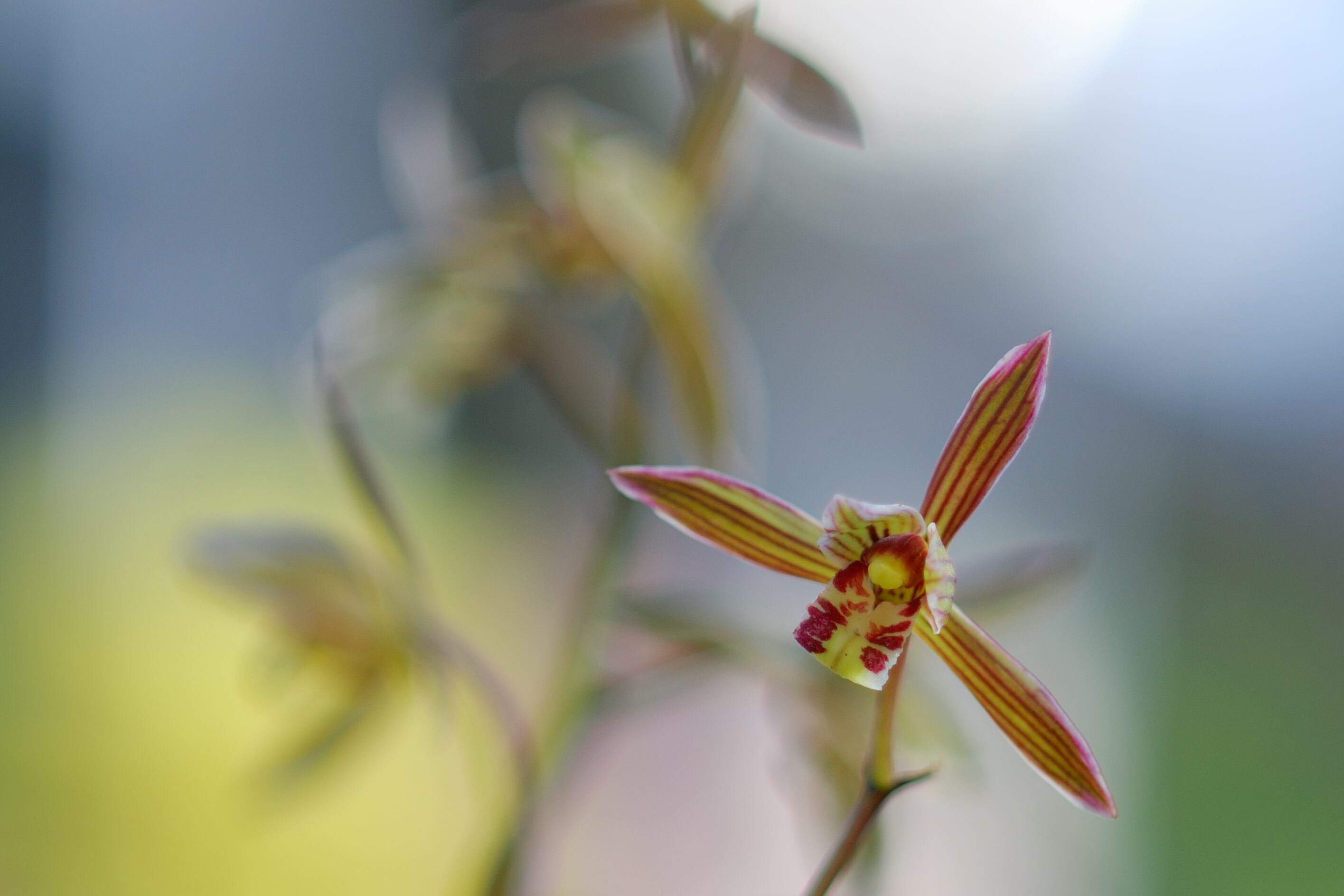 Cymbidium sinense 'Da Shun'.