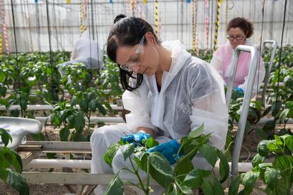 Una trabajadora en la estación experimental de Bayer en El Ejido (Almería).