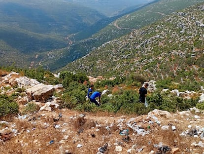 Hojas de laurel en Siria