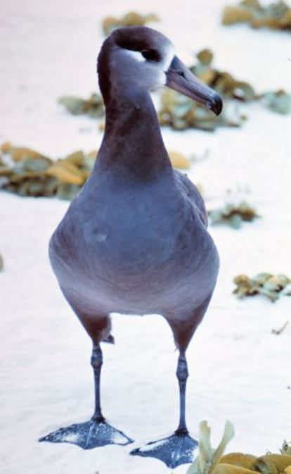 El albatros de patas negras ('Phoebastria nigripes') está casi en peligro de extinción.