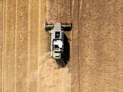 Una máquina cosecha un campo de trigo.