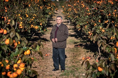 Antonio Costa, en sus campos de naranjos de Alzira (Valencia).