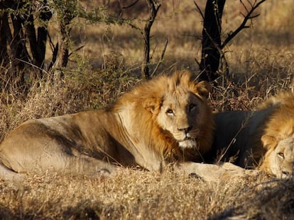 Dos leones en una reserva en Sudáfrica, en una imagen de archivo.