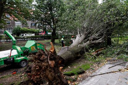 Los servicios municipales trabajaban este jueves en Getxo (Bizkaia) en la retirada de un árbol.
