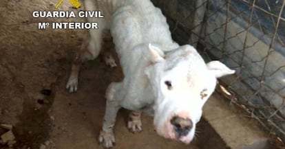 El perro rescatado por la Guardia Civil en una finca de Almería en 2016. 