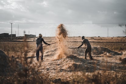 Día a día (May Mekden, 3 de diciembre de 2019). Dos hombres autóctonos de May Mekden, una zona rural de Tigray, a menos de 30 kilómetros por carretera desde Wukro, trabajan en el campo durante el atardecer.