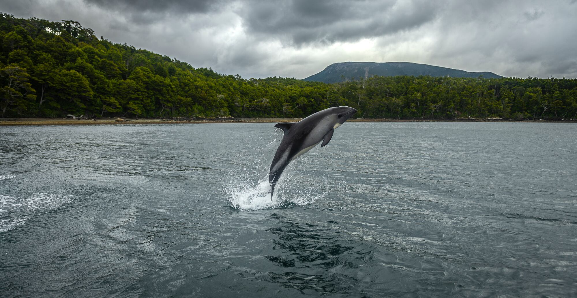 Un delfin salta en las aguas de la región de Magallanes.