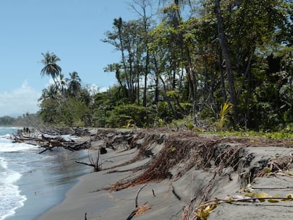 El mar avanza sobre el Parque Nacional de Cahuita, en el Caribe costarricense.