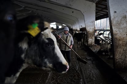 An employee works with some of the cows that survived the bombing at the Agrosvit farm, where 2,000 of the 3,000 animals died.