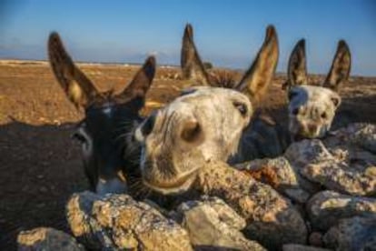 Burros en el camino al faro de Punta Nati, en Menorca.