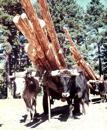 Acarreo de madera con bueyes en los montes de Soria, años setenta.
