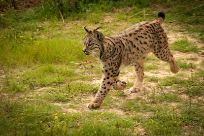 Aura, en El Acebuche de Doñana. / Centro de cría del lince ibérico El Acebuche/OAPN-MITECO