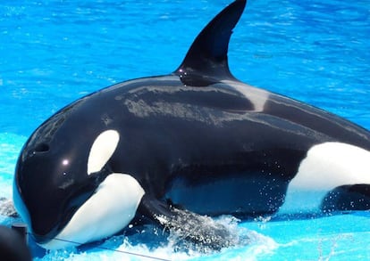 La orca Kayla, durante un espectáculo en el SeaWorld Orlando.