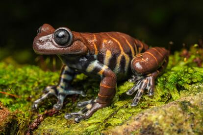 La Rana de chocolate de Antioquia (Hyloscirtus antioquia) es una rana endmica que se encuentra en estado vulnerable, tambin habita el territorio donde se ubica el 'Monta?erito Paisa'.