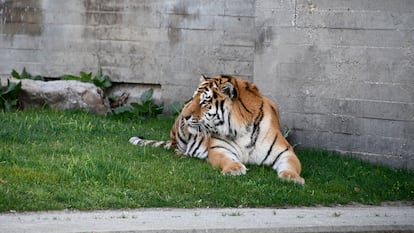 Un tigre siberiano en el zoológico de Madrid.